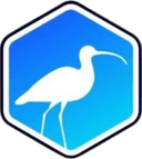 Curlews